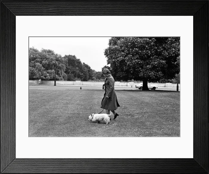 Framed Print : Labour MP Shirley Williams walking her dog. 7th June 1979 Framed Print : Labour MP Shirley Williams walking her dog. 7th June 1979