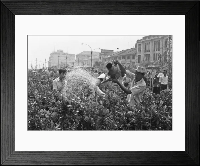 Framed Print : A stall holder waters his flowers and shrubs during the midday heat of Saigon flowers