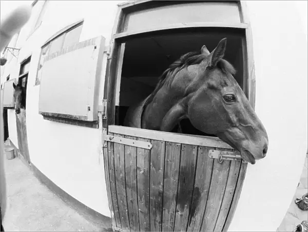 Red Rum, pictured in his stable in 1988. Red Rum