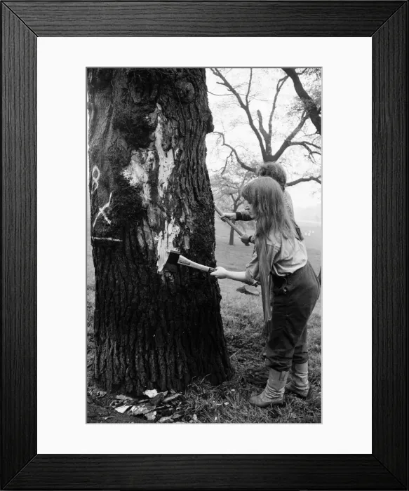 Framed Print : Hyde Park Elm Trees. During the late 20th century more then 900 elms in the park were