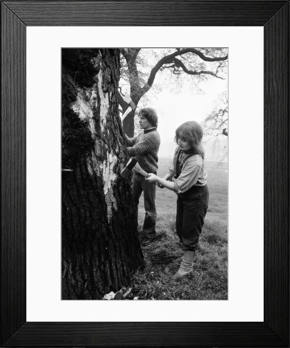 Framed Print : Hyde Park Elm Trees. During the late 20th century more then 900 elms in the park were