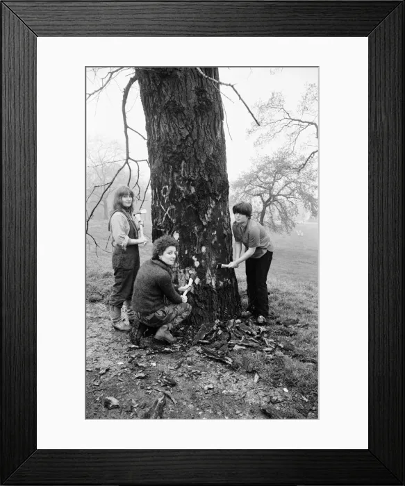 Framed Print : Hyde Park Elm Trees. During the late 20th century more then 900 elms in the park were Framed Print : Hyde Park Elm Trees. During the late 20th century more then 900 elms in the park were