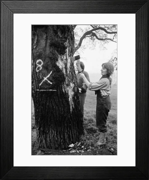 Framed Print : Hyde Park Elm Trees. During the late 20th century more then 900 elms in the park were