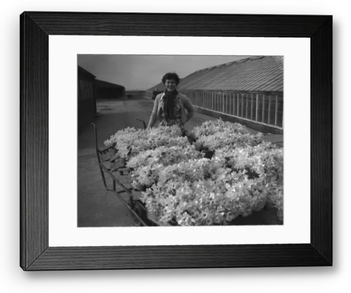 Framed Print : Trainee horticulturist seen here with daffodils which have been grown under glass Framed Print : Trainee horticulturist seen here with daffodils which have been grown under glass