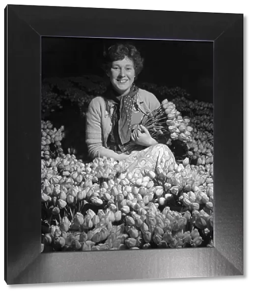 Trainee horticulturist seen here with tulips which have been grown under glass