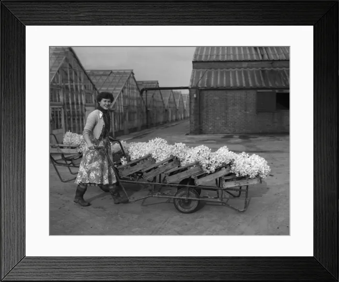 Framed Print : Trainee horticulturist seen here with daffodils which have been grown under glass