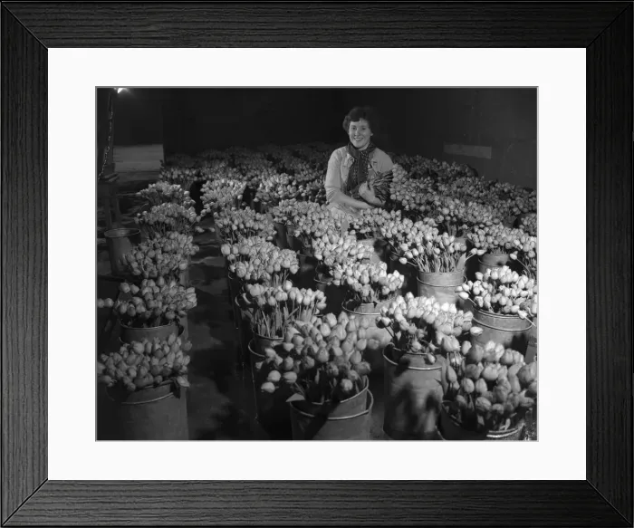 Framed Print : Trainee horticulturist seen here with tulips which have been grown under glass Framed Print : Trainee horticulturist seen here with tulips which have been grown under glass