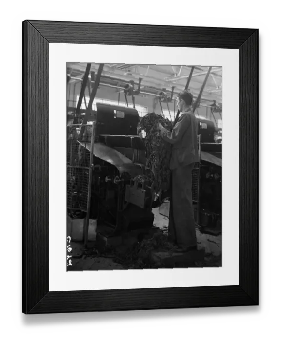 Framed Print : Worker feeding tobacco leaf in to a machine at the start of the cigarette manufacture in Framed Print : Worker feeding tobacco leaf in to a machine at the start of the cigarette manufacture in