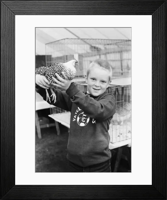 Framed Print : Reading show, in Reading Berkshire. (Picture) Boy at the show holding a chicken Framed Print : Reading show, in Reading Berkshire. (Picture) Boy at the show holding a chicken