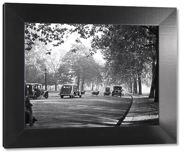 It is early morning in Hyde Park, London, and taxis and cars wait patiently as some of