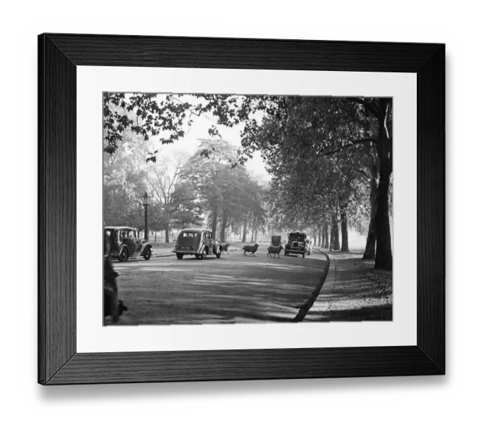 Framed Print : It is early morning in Hyde Park, London, and taxis and cars wait patiently as some of Framed Print : It is early morning in Hyde Park, London, and taxis and cars wait patiently as some of