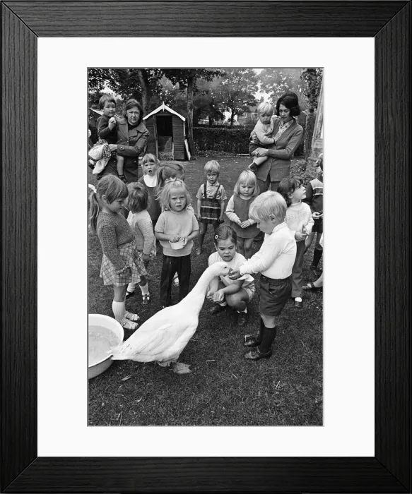Framed Print : Pet Goose goes to school, Teesside. 1973 Framed Print : Pet Goose goes to school, Teesside. 1973