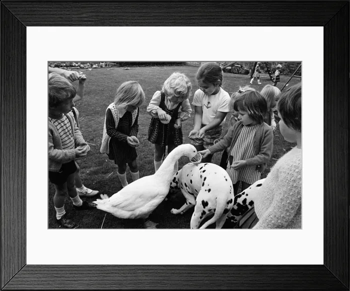Framed Print : Pet Goose goes to school, Teesside. 1973 Framed Print : Pet Goose goes to school, Teesside. 1973