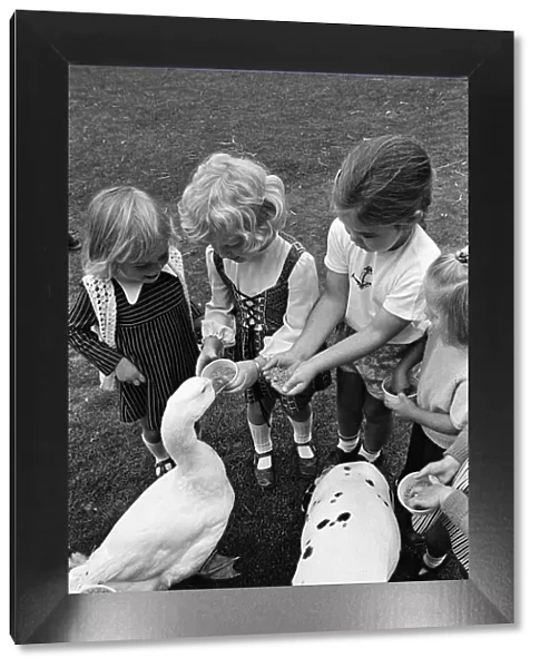 Pet Goose goes to school, Teesside. 1973