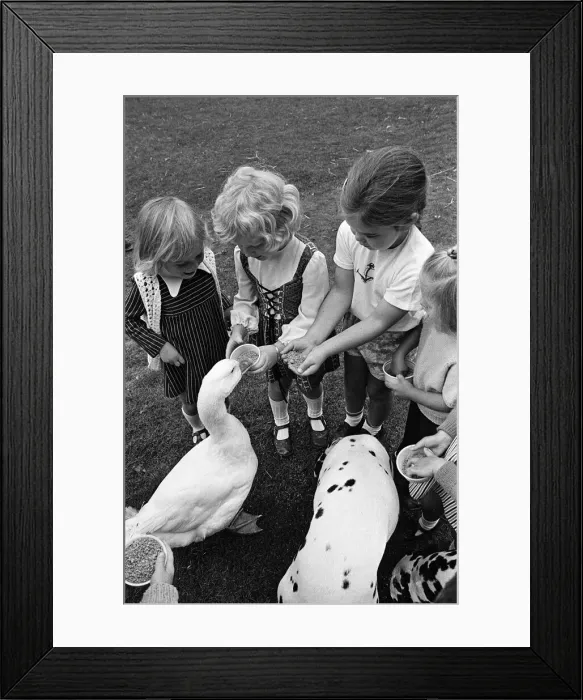 Framed Print : Pet Goose goes to school, Teesside. 1973 Framed Print : Pet Goose goes to school, Teesside. 1973