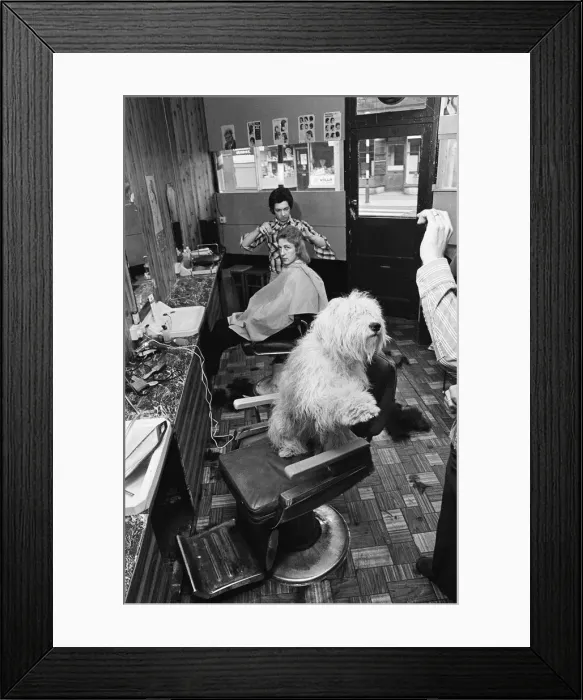 Framed Print : Barberslong-haired pal won get hair cut. Circa 1973 Framed Print : Barberslong-haired pal won get hair cut. Circa 1973