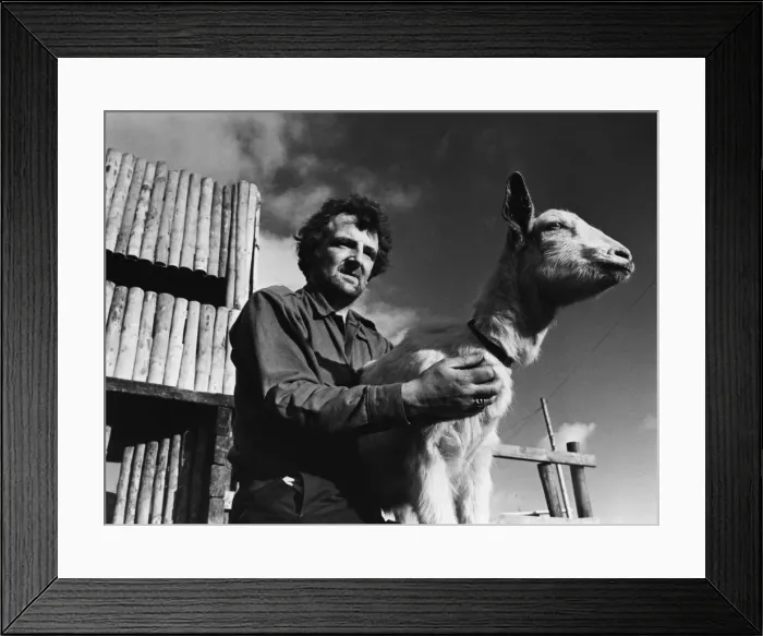 Framed Print : Llanrumney Adventure playground. (Picture) Bobby the goat with Alan Mort a Framed Print : Llanrumney Adventure playground. (Picture) Bobby the goat with Alan Mort a