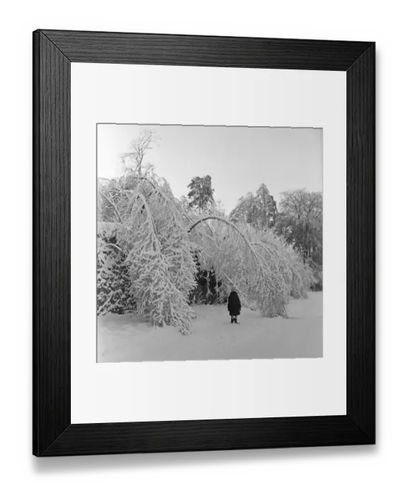 Framed Print : Trees bowed over by the weight of snow after a fresh fall in a Bristol park