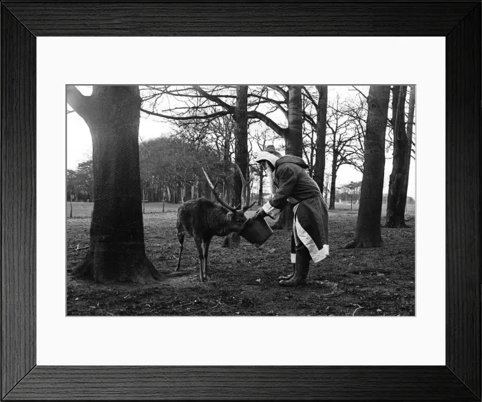 Framed Print : Santa Claus and reindeer'. 1974 Framed Print : Santa Claus and reindeer'. 1974