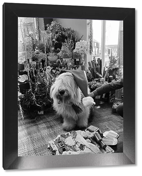 Dog dressed as Father Christmas. 1976