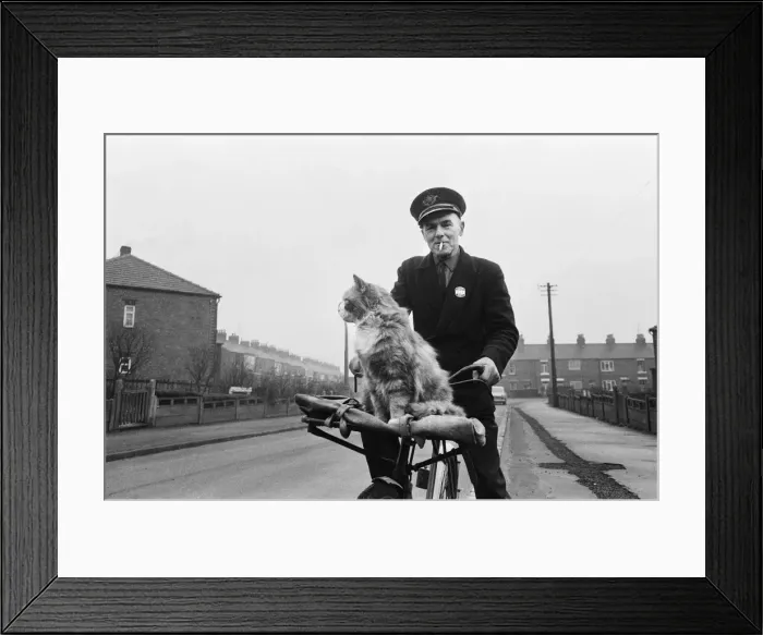 Framed Print : Liverton postman takes his cat on post rounds in Redcar, Cleveland. Circa 1971 Framed Print : Liverton postman takes his cat on post rounds in Redcar, Cleveland. Circa 1971