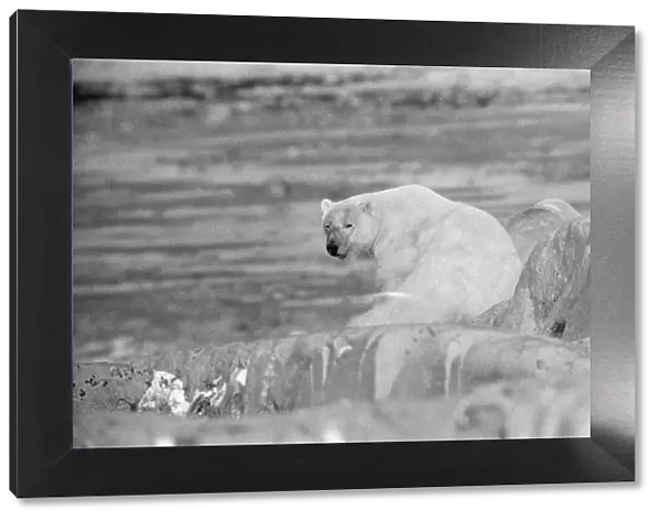 Picture shows a Polar Bear at Churchill, Northern Canada