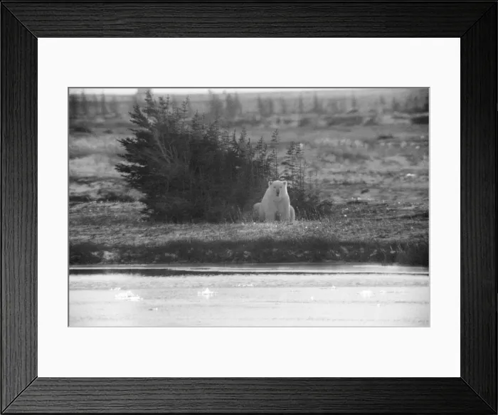 Framed Print : Picture shows a Polar Bear at Churchill, Northern Canada
