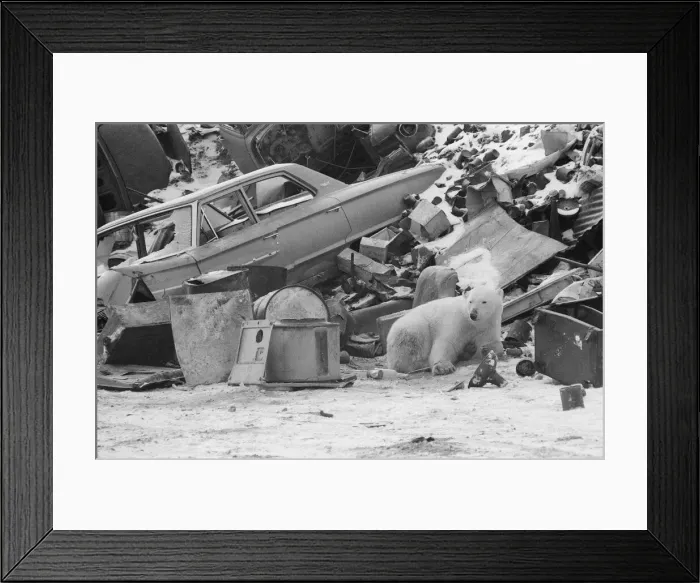 Framed Print : Picture shows Oscar the bear, spotted at a car scrap yard in Churchill, Canada Framed Print : Picture shows Oscar the bear, spotted at a car scrap yard in Churchill, Canada