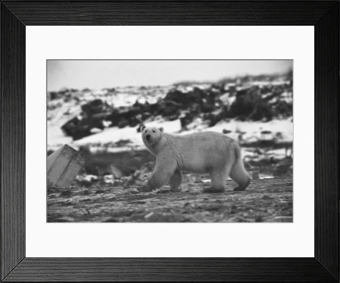 Framed Print : Picture shows a Polar Bear at Churchill, Northern Canada Framed Print : Picture shows a Polar Bear at Churchill, Northern Canada
