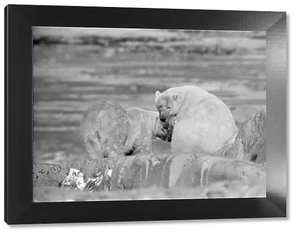 Picture shows Polar Bears at Churchill, Northern Canada
