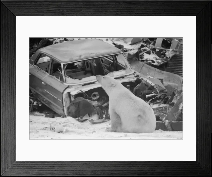 Framed Print : Picture shows Oscar the bear, spotted at a car scrap yard in Churchill, Canada Framed Print : Picture shows Oscar the bear, spotted at a car scrap yard in Churchill, Canada