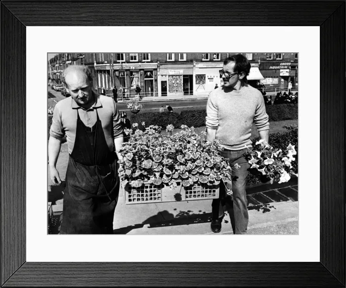 Framed Print : Flowers by the box load being carried into Stanley Park, Bootle Framed Print : Flowers by the box load being carried into Stanley Park, Bootle