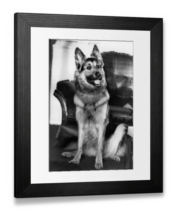 Framed Print : Picture shows the Alsatian named Beast, who saved his family from death as flames ripped Framed Print : Picture shows the Alsatian named Beast, who saved his family from death as flames ripped