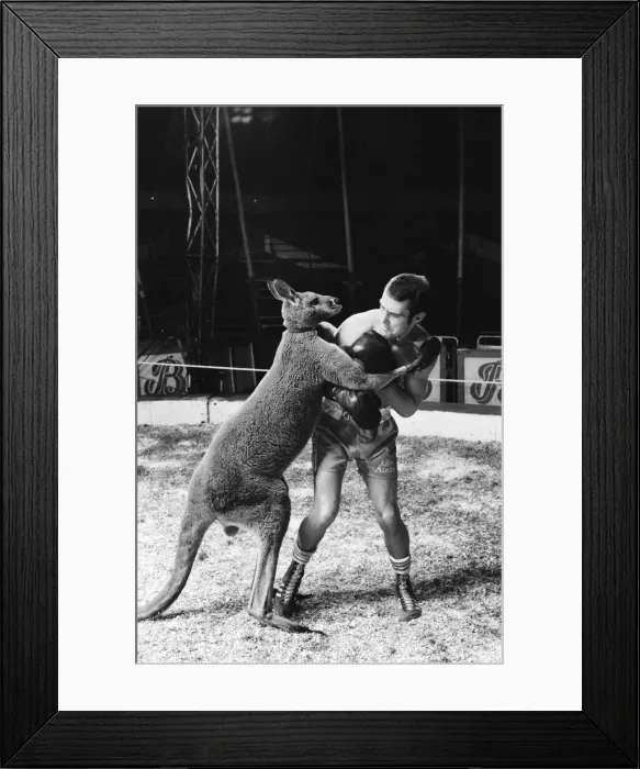 Framed Print : Alan Minter (born 17 August 1951) is a British former professional boxer who competed Framed Print : Alan Minter (born 17 August 1951) is a British former professional boxer who competed