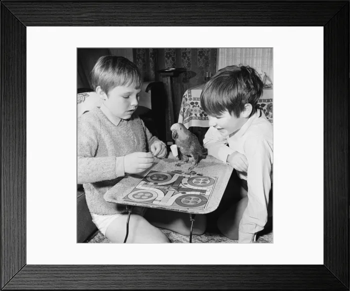 Framed Print : Parrot plays Ludo with two boys. Circa 1972