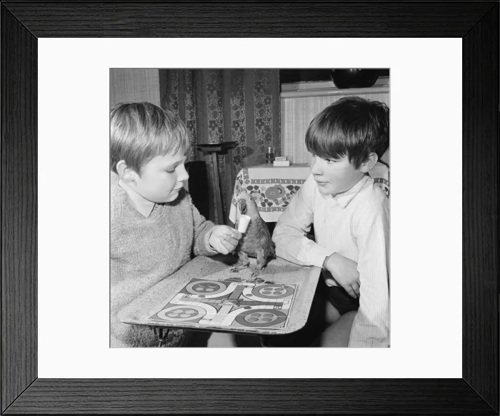 Framed Print : Parrot plays Ludo with two boys. Circa 1972