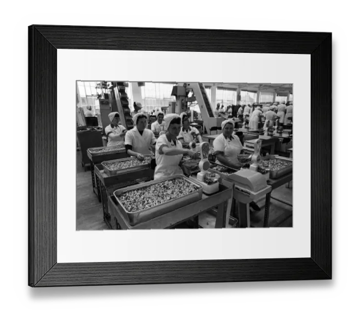 Framed Print : Bassets confectionery factory, Owlerton, Sheffield. 4th September 1967 Framed Print : Bassets confectionery factory, Owlerton, Sheffield. 4th September 1967