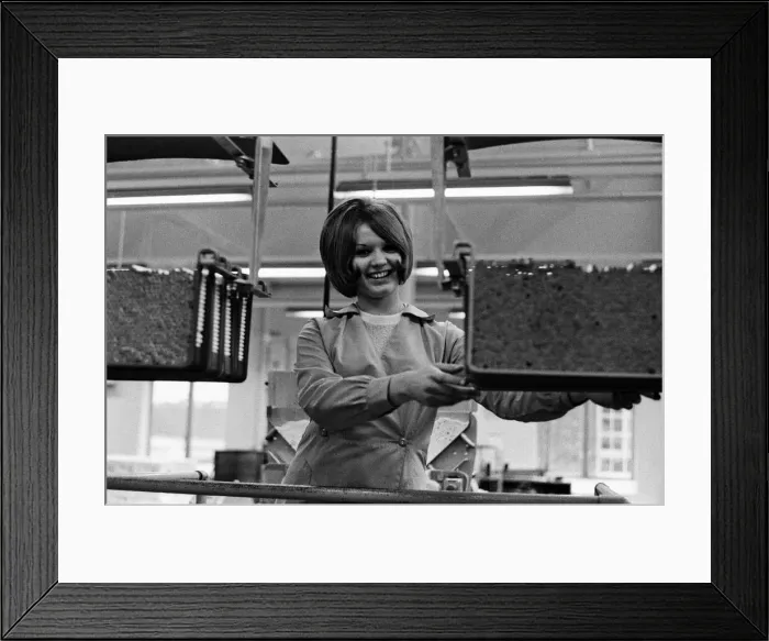 Framed Print : At the famous Wills tobacco factory in Bristol, the staff work overtime on their very Framed Print : At the famous Wills tobacco factory in Bristol, the staff work overtime on their very
