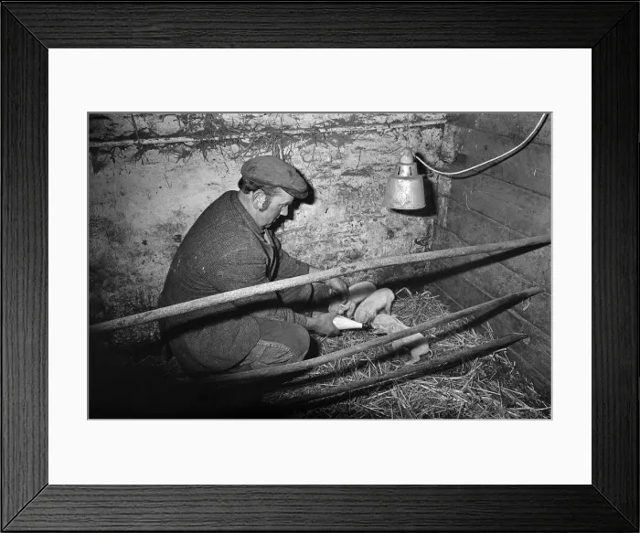 Framed Print : Foster mother for piglets. 1975 Framed Print : Foster mother for piglets. 1975