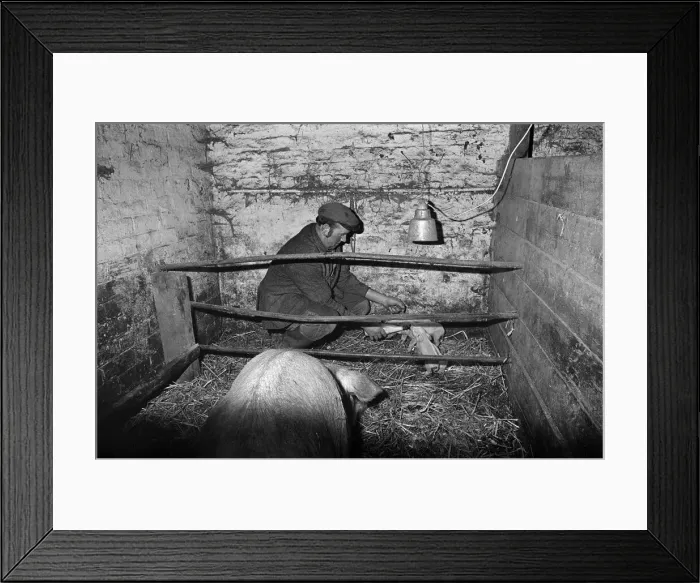 Framed Print : Foster mother for piglets. 1975 Framed Print : Foster mother for piglets. 1975