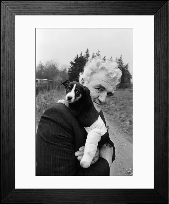 Framed Print : Dog in splint. 1975