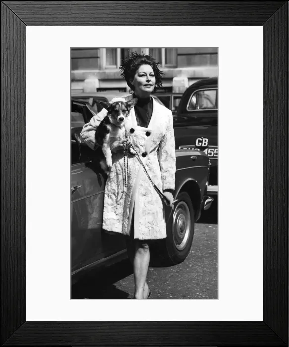 Framed Print : Ava Gardner carrying a pet corgi as she arrives on location set in London - January 1970