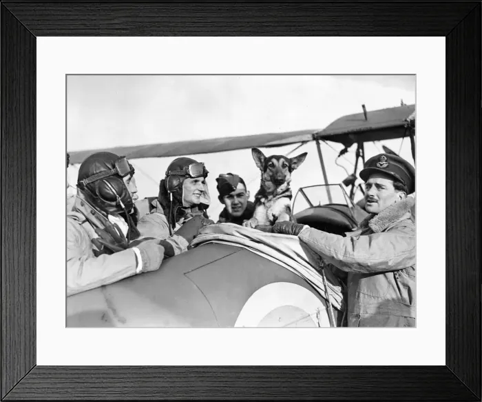 Framed Print : Gilly, the Australian mascot of an RAF Training School, saw the first enemy plane brought Framed Print : Gilly, the Australian mascot of an RAF Training School, saw the first enemy plane brought