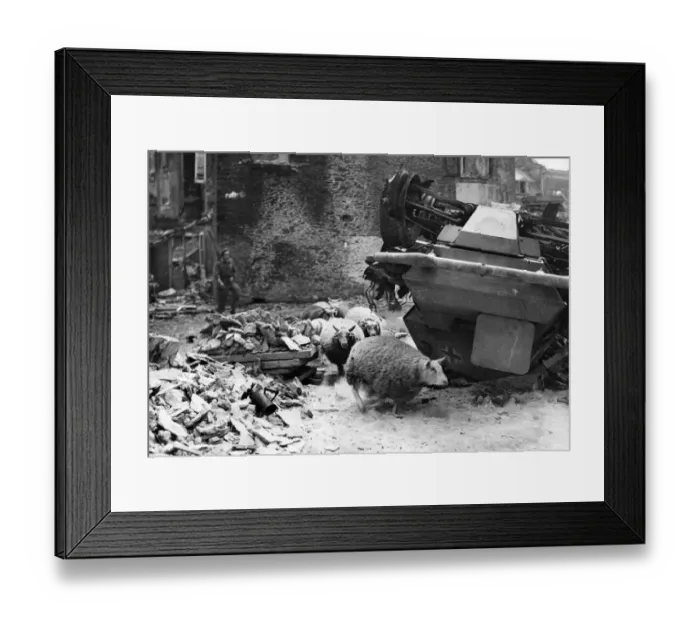 Framed Print : Sheep left in Caumont, France. August 1944 Framed Print : Sheep left in Caumont, France. August 1944