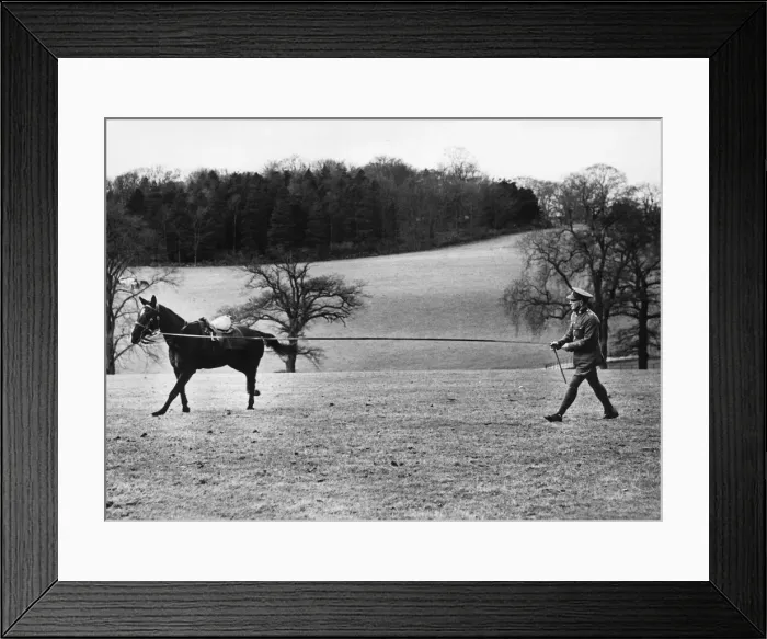Framed Print : A spirited charger being exercised at a remount depot in the North of England Framed Print : A spirited charger being exercised at a remount depot in the North of England