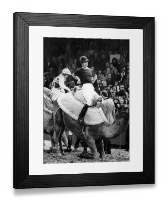 Framed Print : THE PRINCE OF WALES DISMOUNTS FROM A CAMEL at London Olympia. 14  /  12  /  1979
