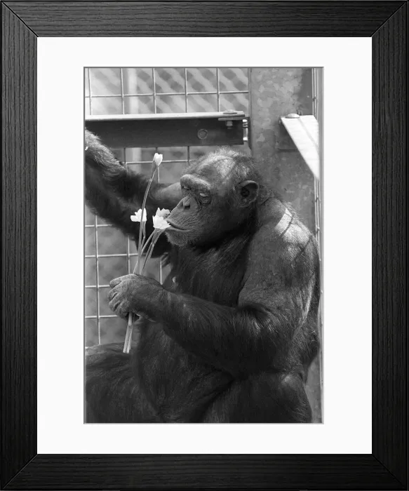 Framed Print : A CHIMPANZEE AT CHESSINGTON ZOO 16 / 03 / 1986 Framed Print : A CHIMPANZEE AT CHESSINGTON ZOO 16 / 03 / 1986
