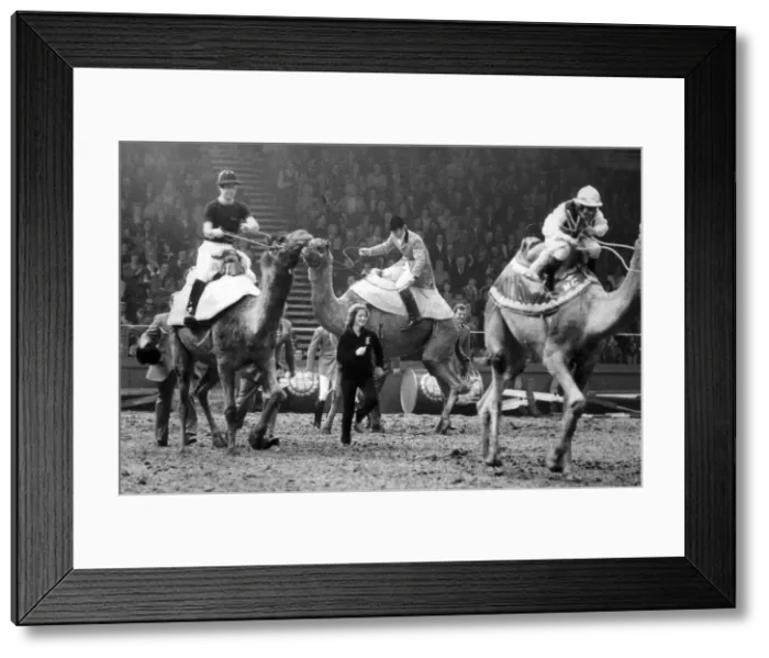 Framed Print : THE PRINCE OF WALES RACES CAMELS WITH WILLIE CARSON (R) AND CAPTAIN MARK PHILIPS