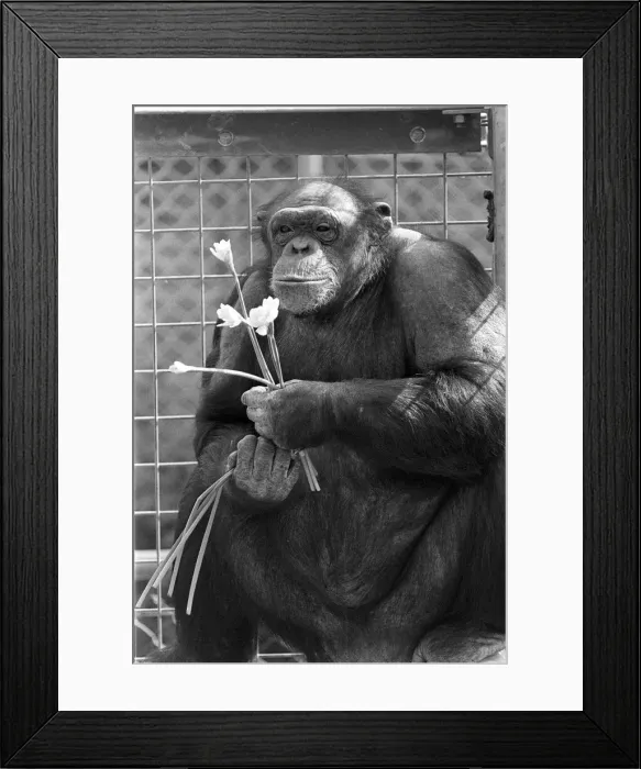 Framed Print : A CHIMPANZEE AT CHESSINGTON ZOO 17 / 03 / 1986 Framed Print : A CHIMPANZEE AT CHESSINGTON ZOO 17 / 03 / 1986