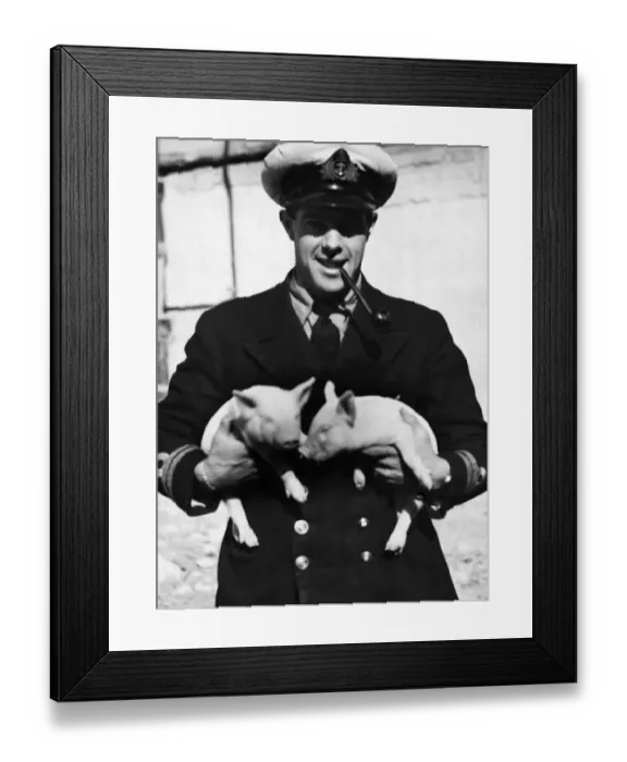 Framed Print : Pig keeping has been started at the submarine base in Malta